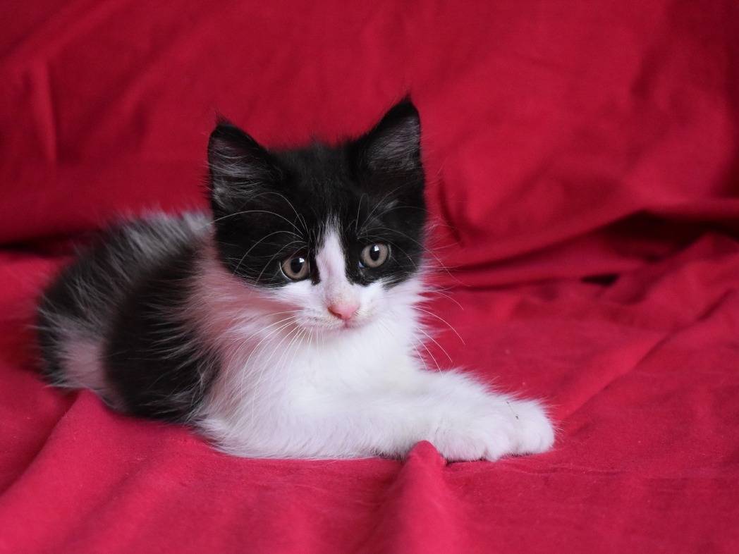 Vuoi adottare un gatto a Roma?