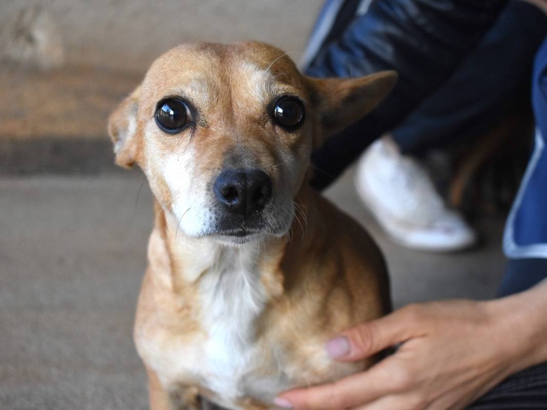 Adozione cane, femmina, Chihuahua Razza sconosciuta, 2 anni e 5 mesi, taglia piccola, Roma