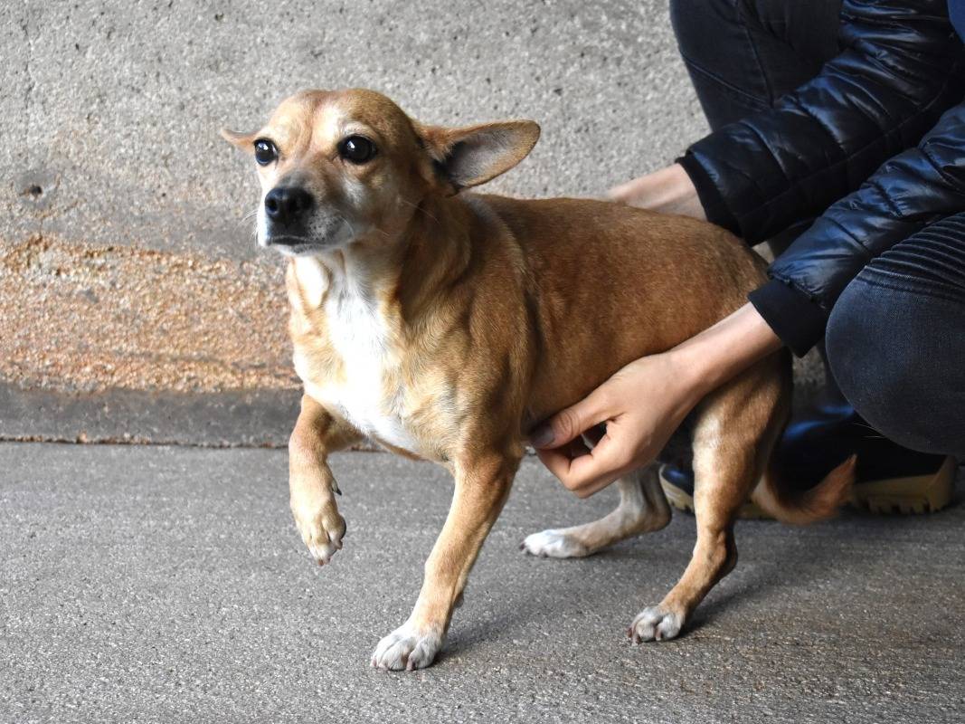 Adotta un cane, femmina, 2 anni e 5 mesi, Roma