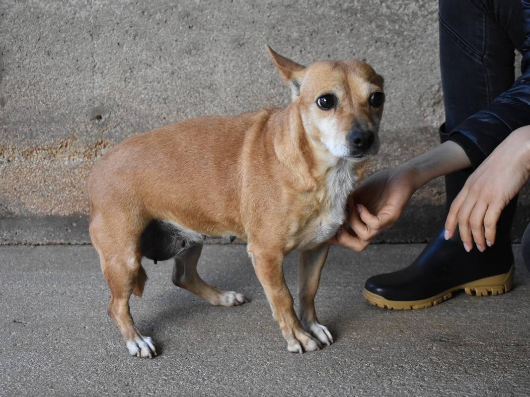 Adotta un cane, taglia piccola, femmina, Roma