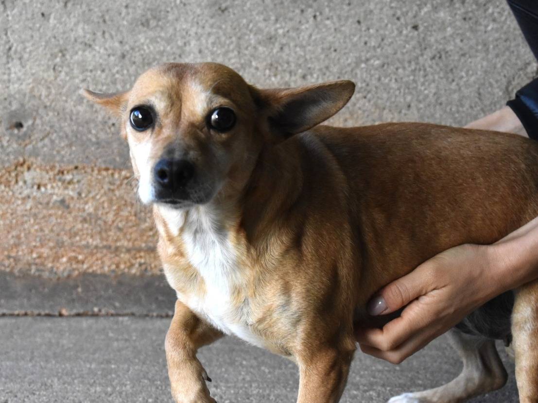 Vuoi adottare un cane a Roma?