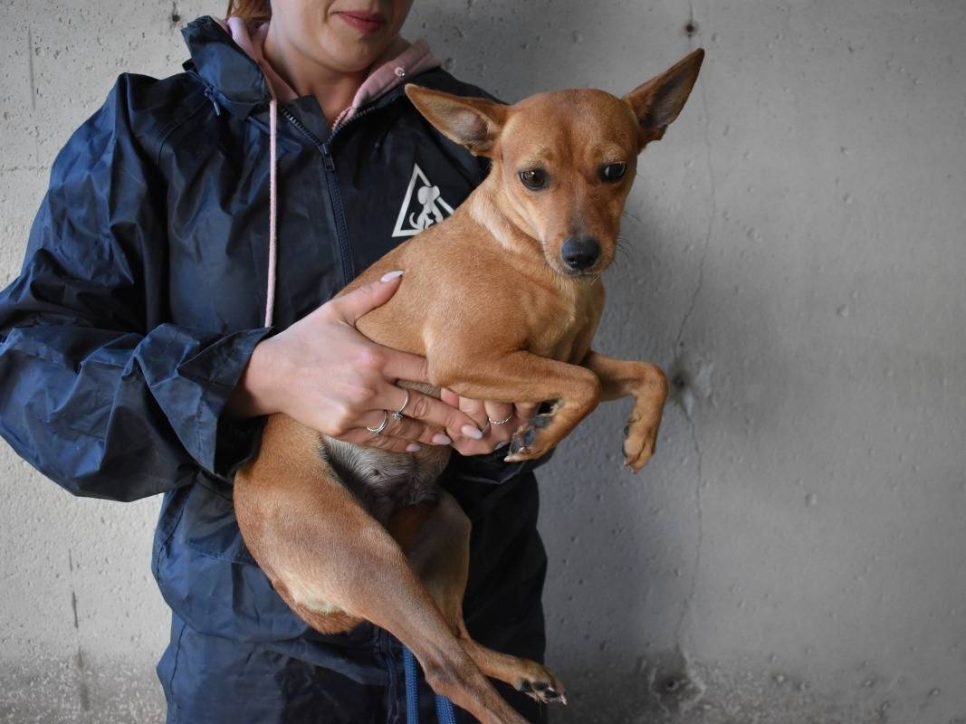 Vuoi adottare un cane a Roma?