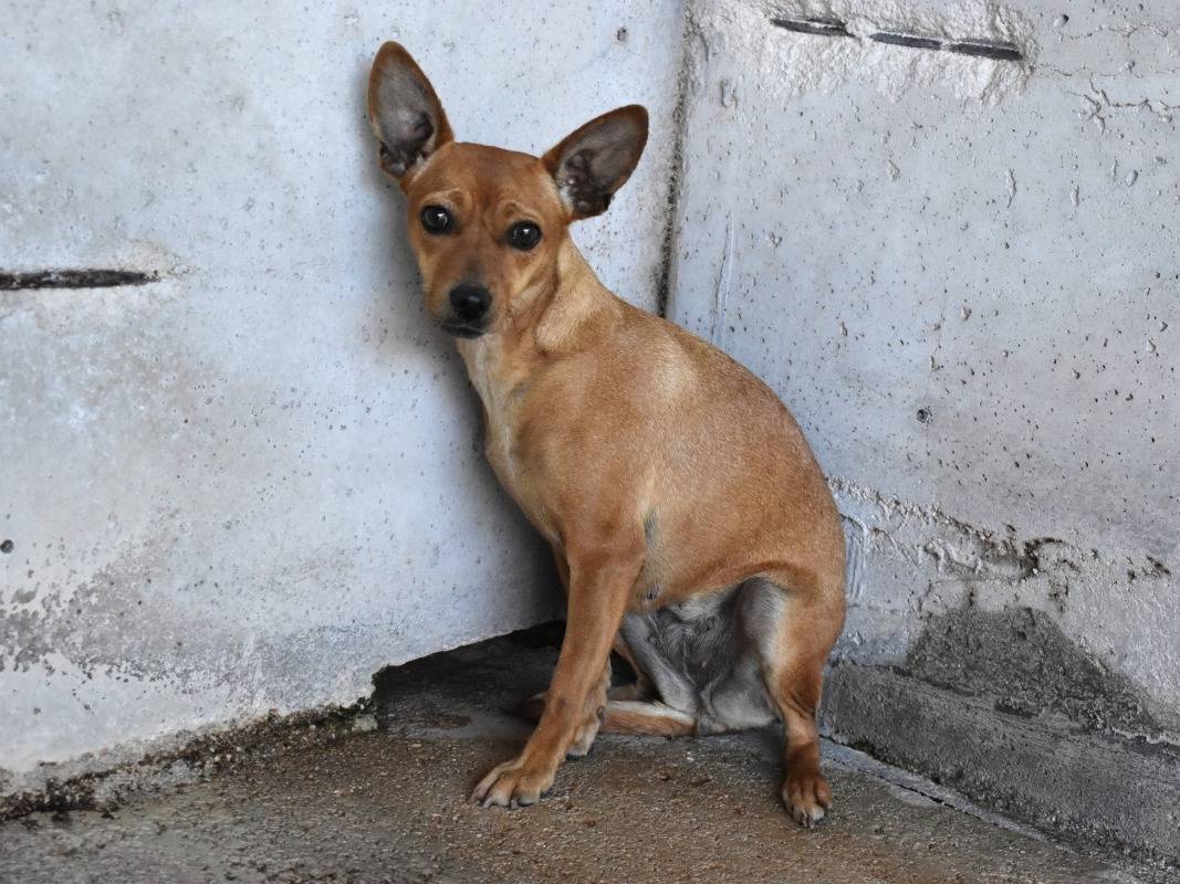 Adotta il cane Tilia a Roma