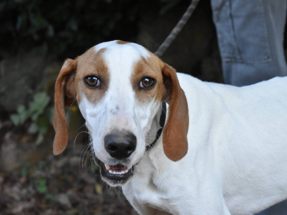 Adozione cane, femmina, Razza sconosciuta Razza sconosciuta, 1 anno, taglia media contenuta, Roma