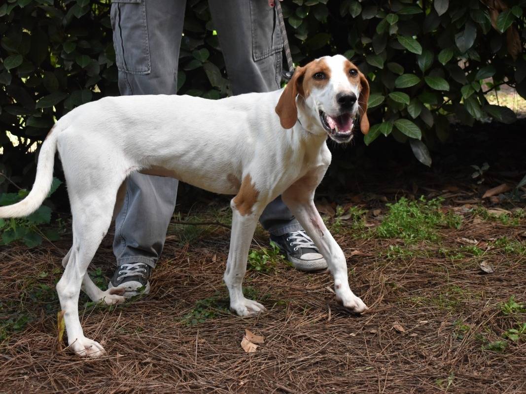 Adotta un cane, femmina, 1 anno, Roma