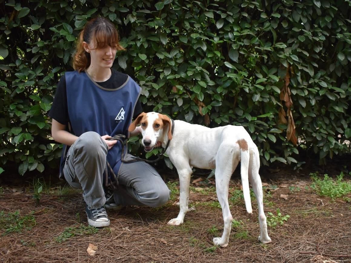 Vuoi adottare un cane a Roma?