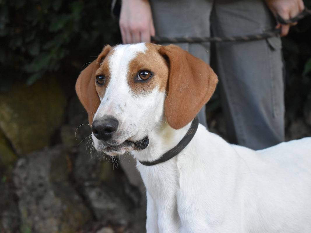 Adotta il cane Samarie a Roma