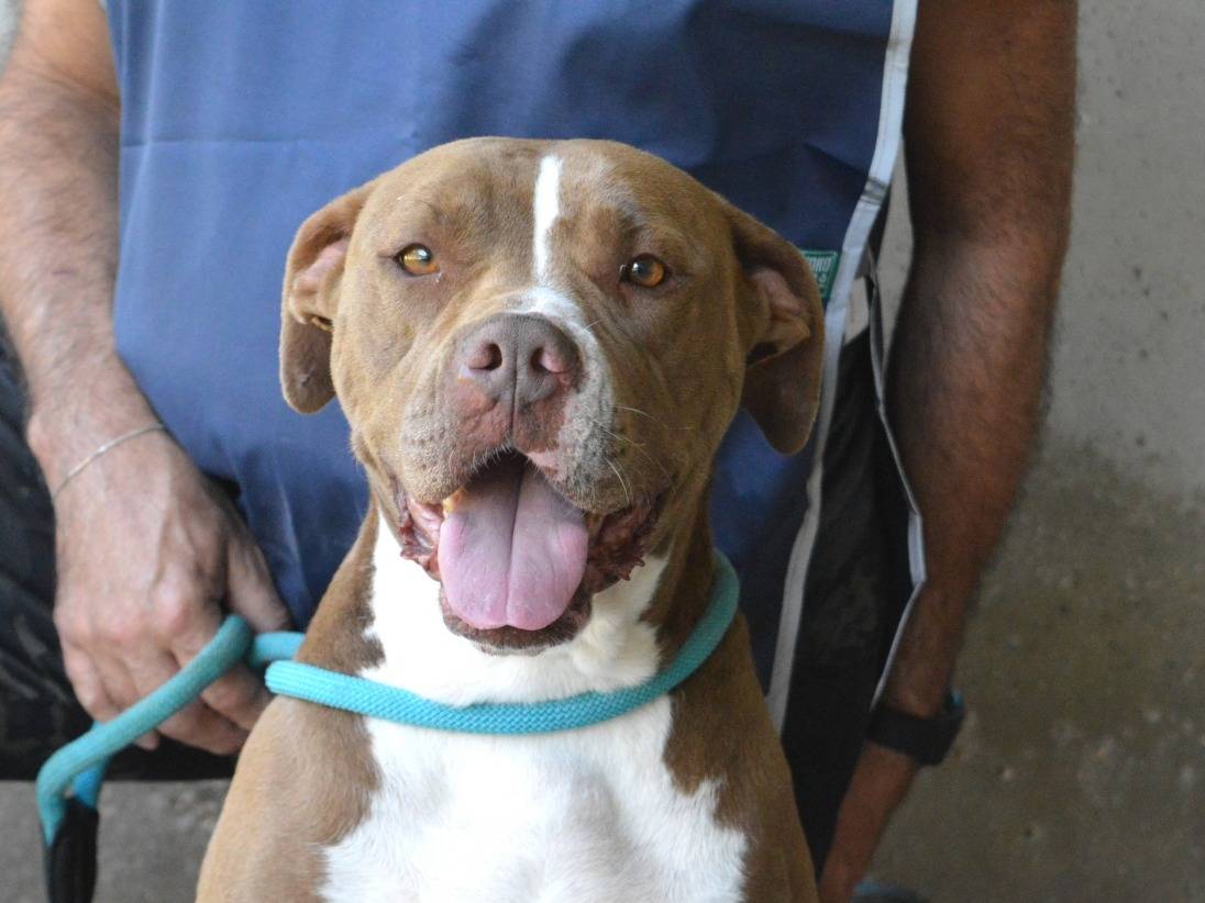 Adozione cane, femmina, American Staffordshire Terrier Razza sconosciuta, 4 anni e 9 mesi, taglia media, Roma