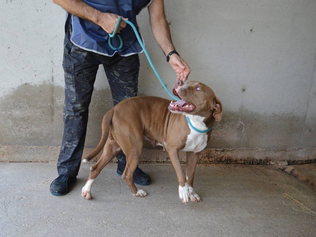 Adotta un cane, femmina, 4 anni e 9 mesi, Roma