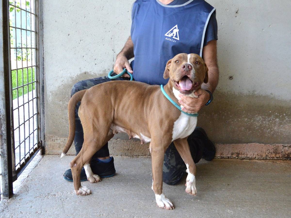 Adotta un cane, taglia media, femmina, Roma