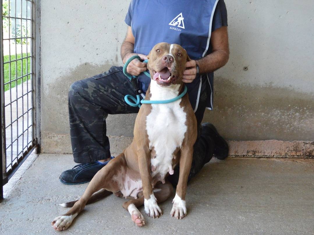 Vuoi adottare un cane a Roma?