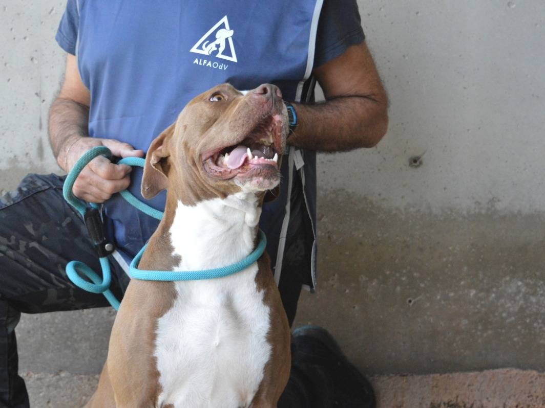 Adotta il cane Olena a Roma