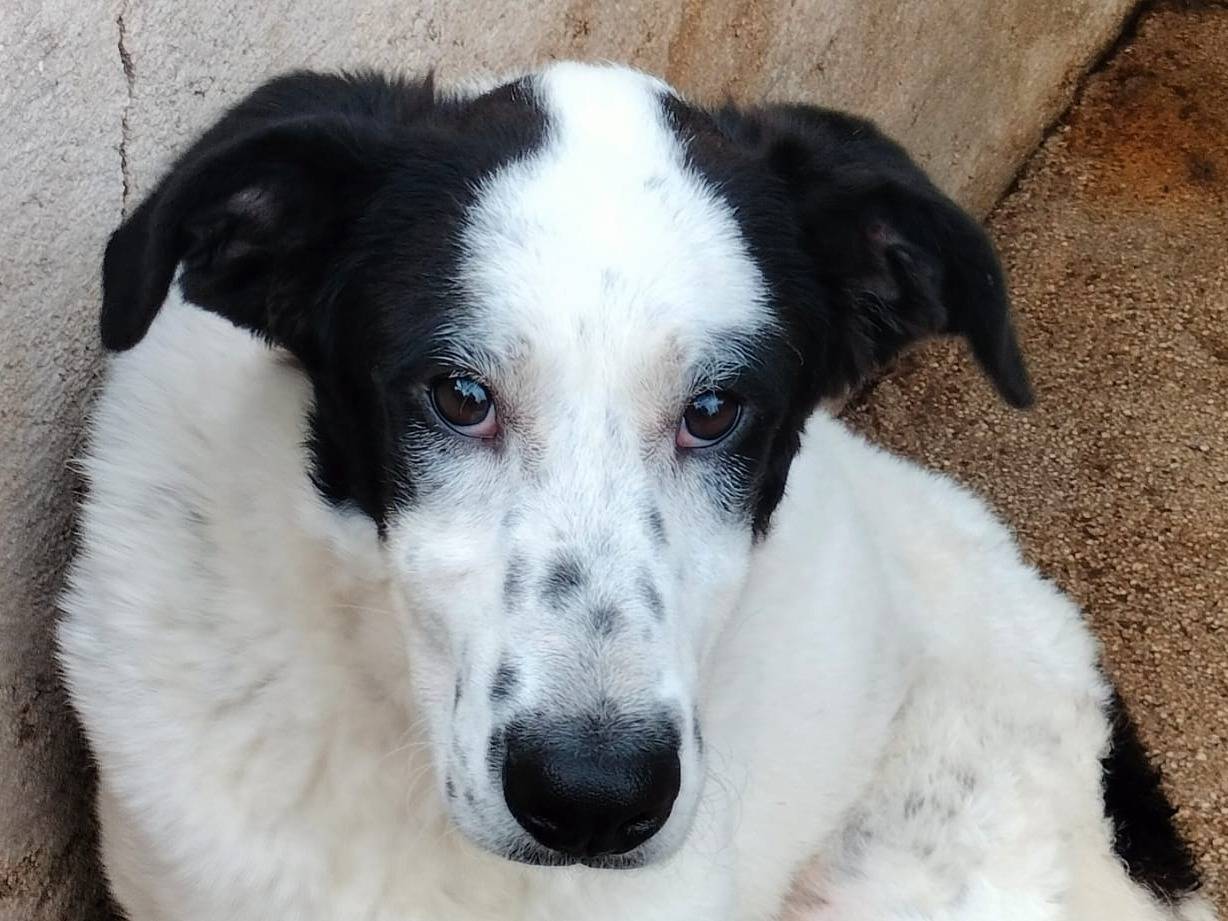 Vuoi adottare un cane a Frosinone?