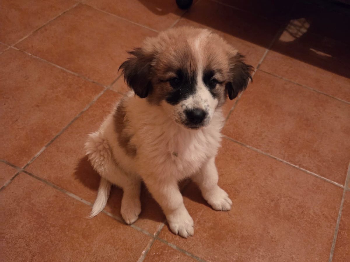 Adozione cane, femmina, Razza sconosciuta Razza sconosciuta, 3 mesi, taglia media, Bari