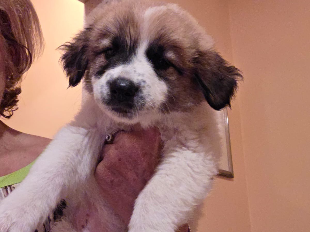 Adotta un cane, femmina, 3 mesi, Bari