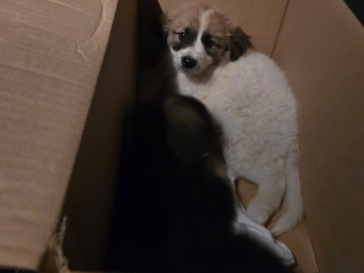 Adotta un cane, taglia media, femmina, Bari
