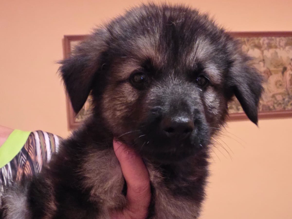 Adozione cane, maschio, Razza sconosciuta Razza sconosciuta, 3 mesi, taglia media, Bari