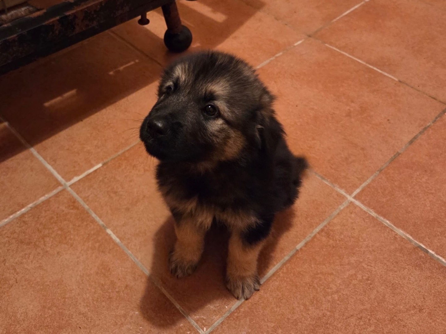 Adotta un cane, maschio, 3 mesi, Bari
