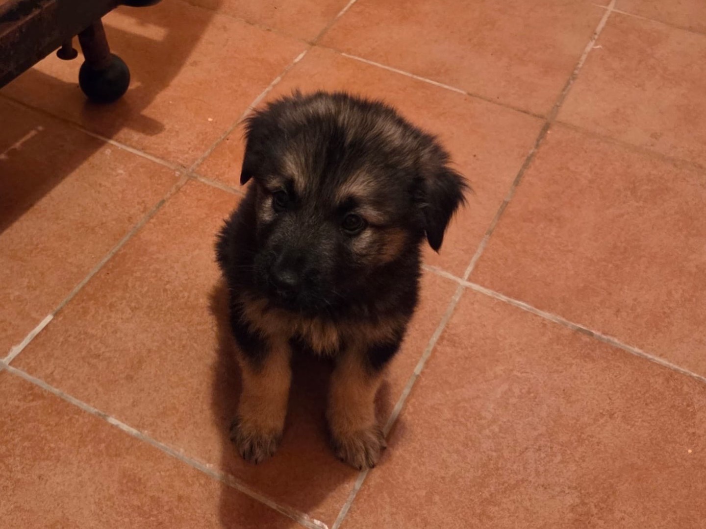Adotta un cane, taglia media, maschio, Bari