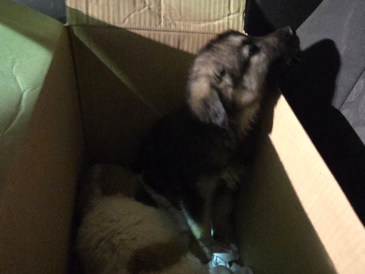 Vuoi adottare un cane a Bari?