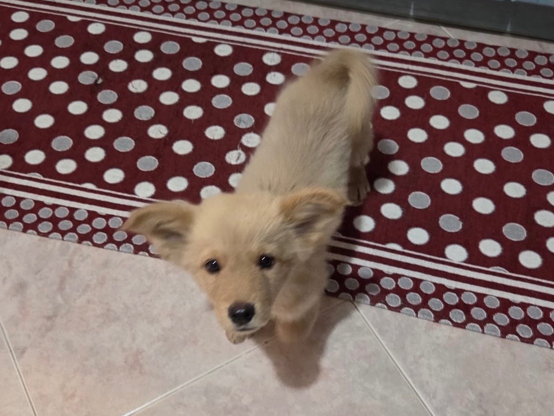 Adozione cane, maschio, Razza sconosciuta Razza sconosciuta, 3 mesi, taglia piccola, Bari