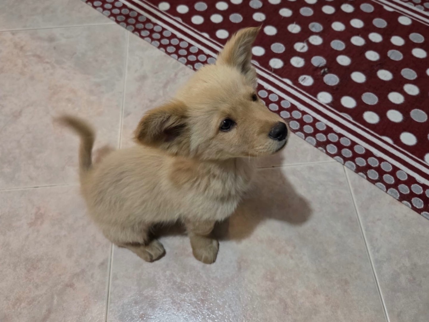 Adotta un cane, maschio, 3 mesi, Bari