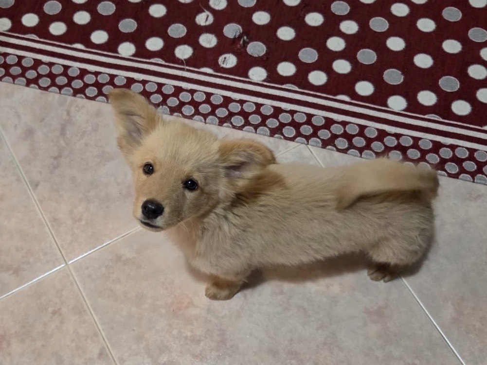 Adotta un cane, taglia piccola, maschio, Bari