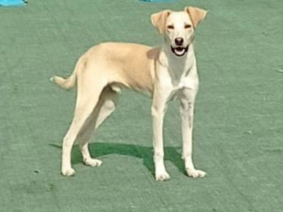 Adozione cane, maschio, Razza sconosciuta Razza sconosciuta, 9 mesi, taglia media, Cosenza