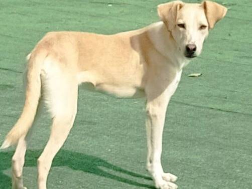 Adotta un cane, maschio, 9 mesi, Cosenza