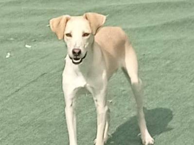 Adotta un cane, taglia media, maschio, Cosenza