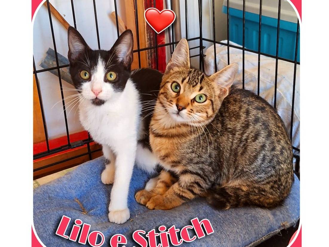Adozione gatto, maschio, Razza sconosciuta Razza sconosciuta, 2 mesi, taglia non valida, Brescia