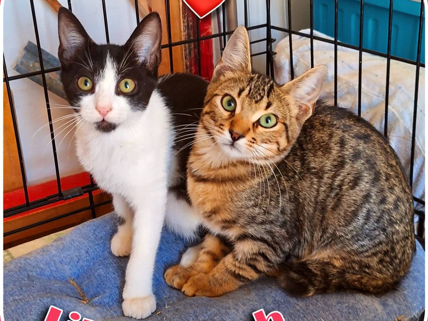 Adotta un gatto, maschio, 2 mesi, Brescia