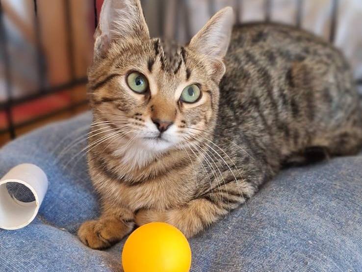 Adotta un gatto, taglia non valida, maschio, Brescia