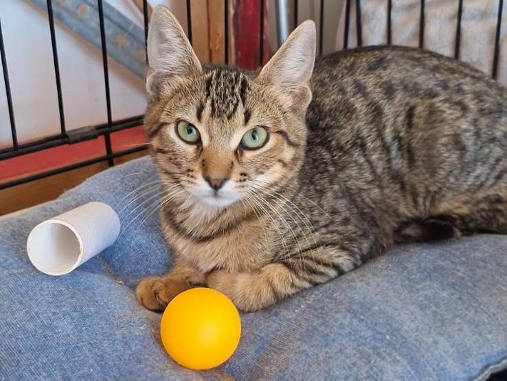 Vuoi adottare un gatto a Brescia?