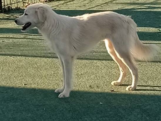 Adozione cane, femmina, Razza sconosciuta Razza sconosciuta, 9 mesi, taglia media, Cosenza