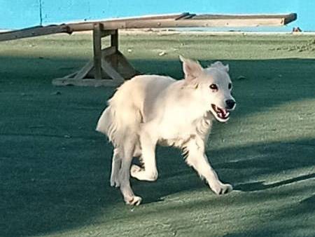 Adotta un cane, femmina, 9 mesi, Cosenza
