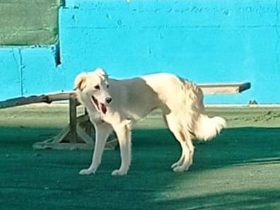 Adotta un cane, taglia media, femmina, Cosenza
