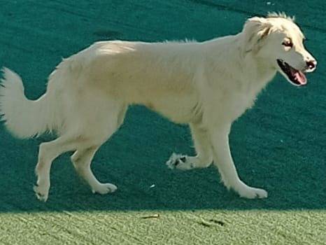 Vuoi adottare un cane a Cosenza?