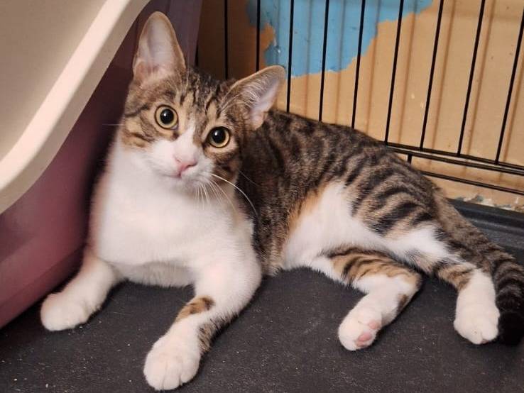 Adozione gatto, maschio, Razza sconosciuta Razza sconosciuta, 6 mesi, taglia non valida, Ferrara