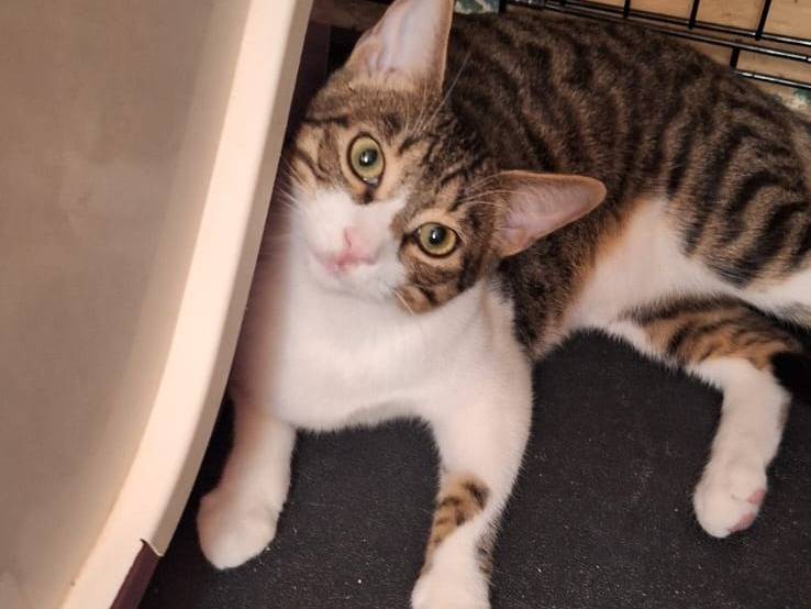 Adotta un gatto, maschio, 6 mesi, Ferrara