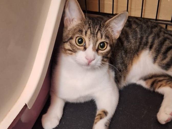 Adotta un gatto, taglia non valida, maschio, Ferrara