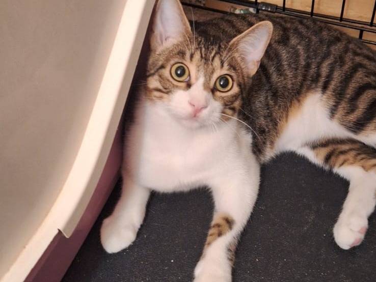 Vuoi adottare un gatto a Ferrara?