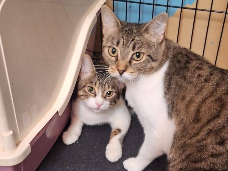 Adotta il gatto Kiwi a Ferrara
