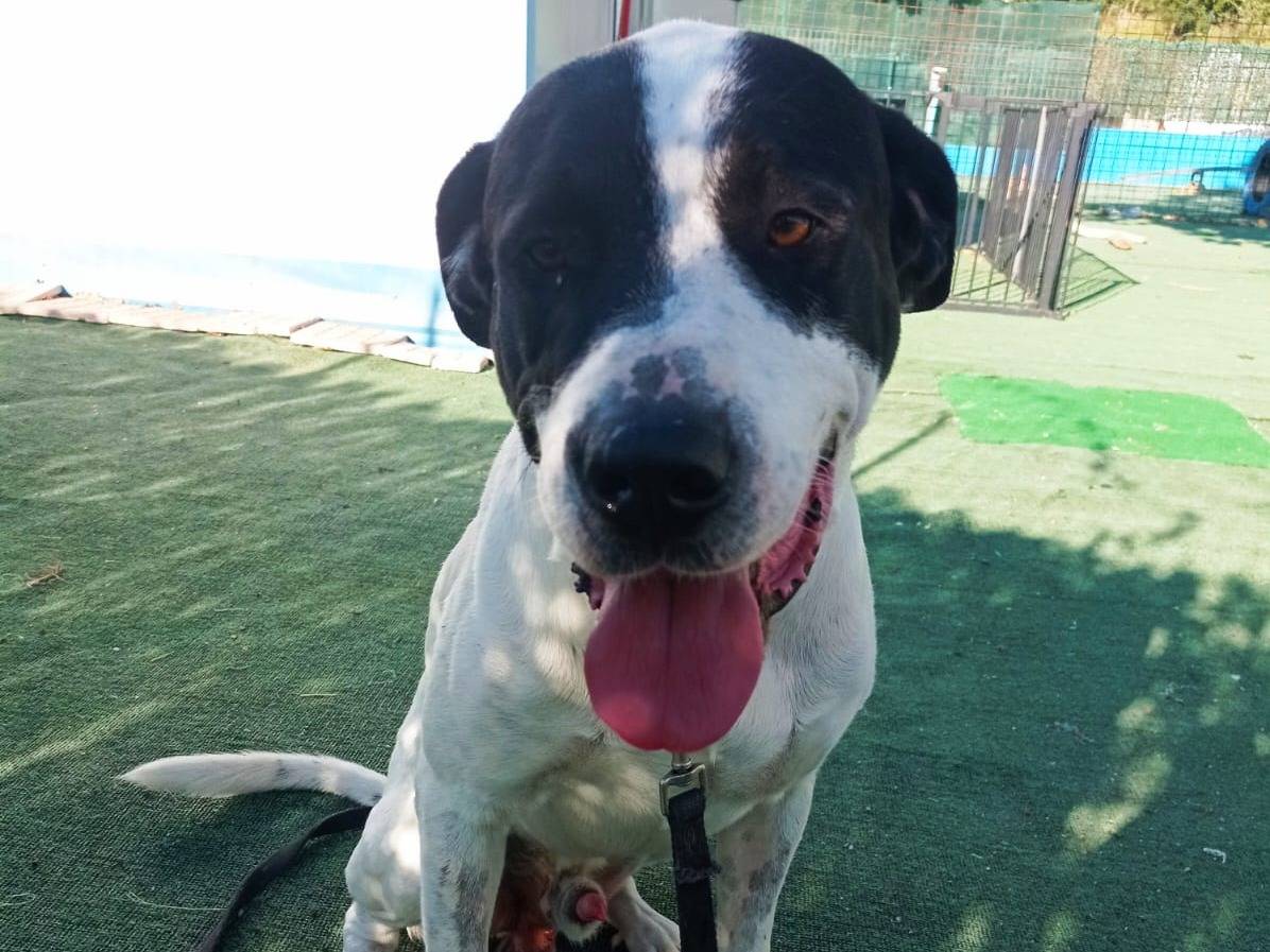 Adotta un cane, maschio, 1 anno e 4 mesi, Cosenza