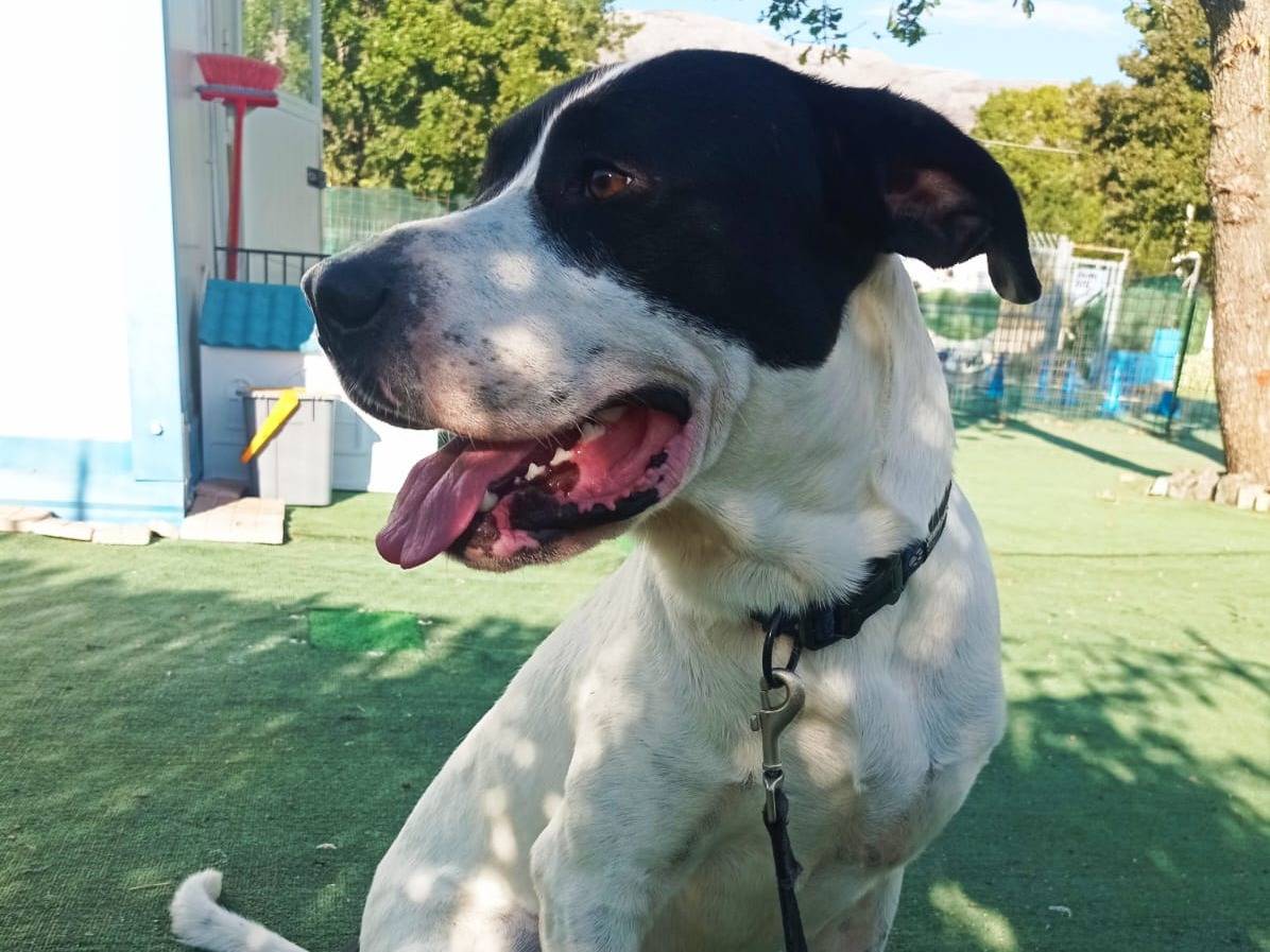Adotta un cane, taglia media, maschio, Cosenza