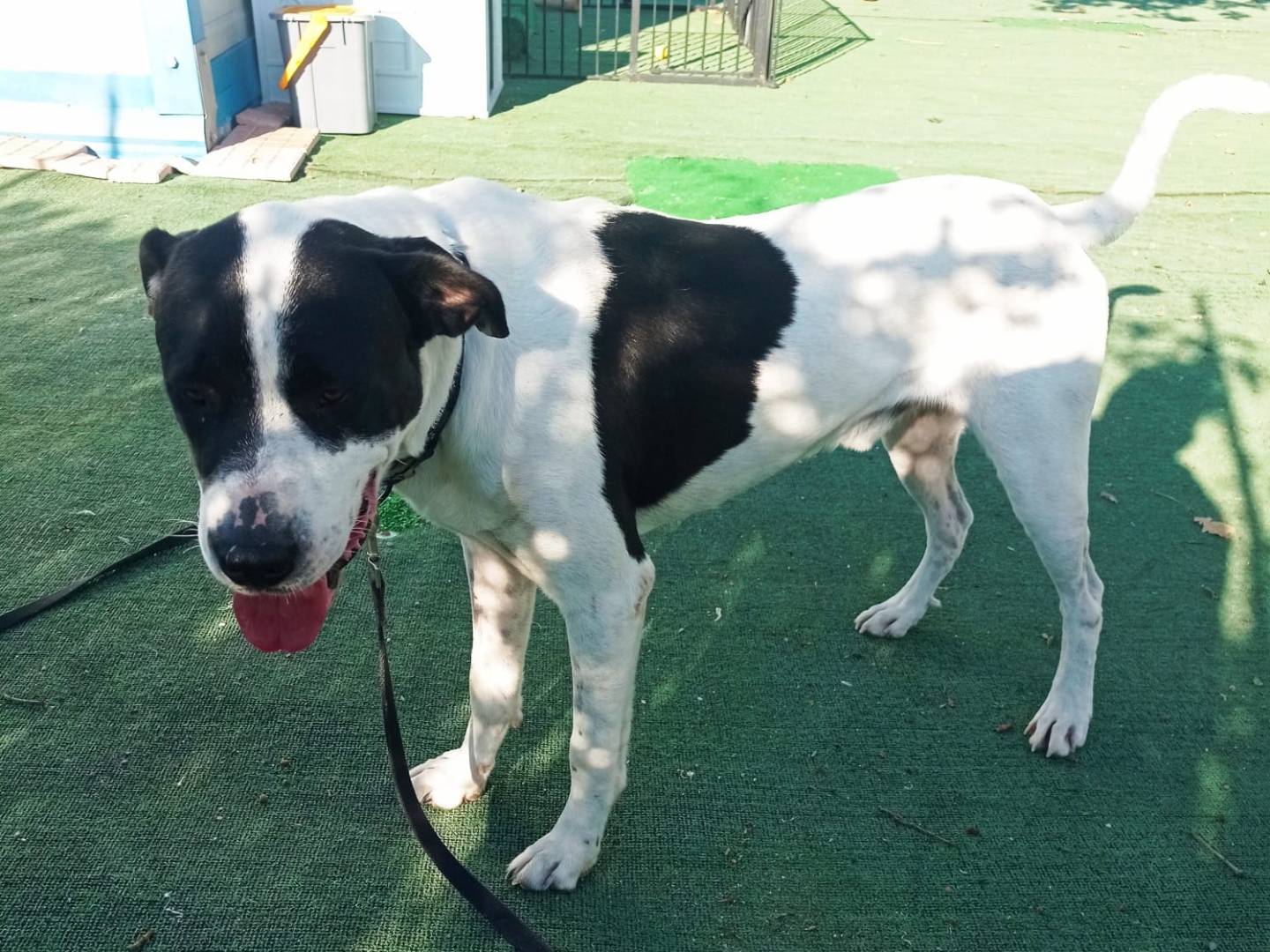 Vuoi adottare un cane a Cosenza?
