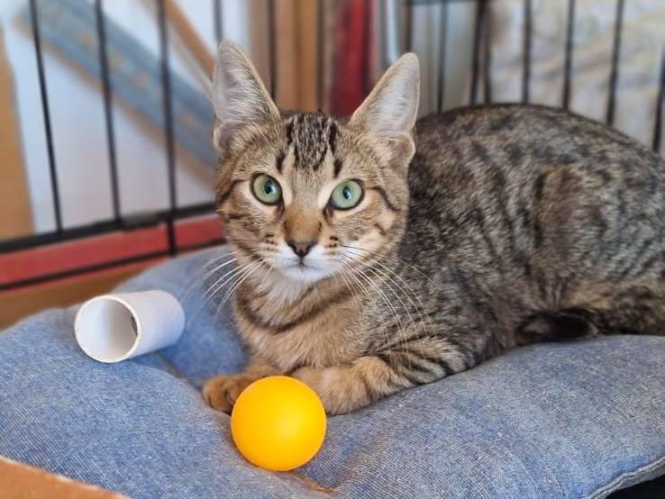 Adozione gatto, maschio, Razza sconosciuta Razza sconosciuta, 3 mesi, taglia non valida, Brescia
