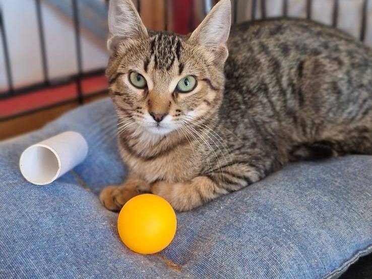 Adotta un gatto, maschio, 3 mesi, Brescia
