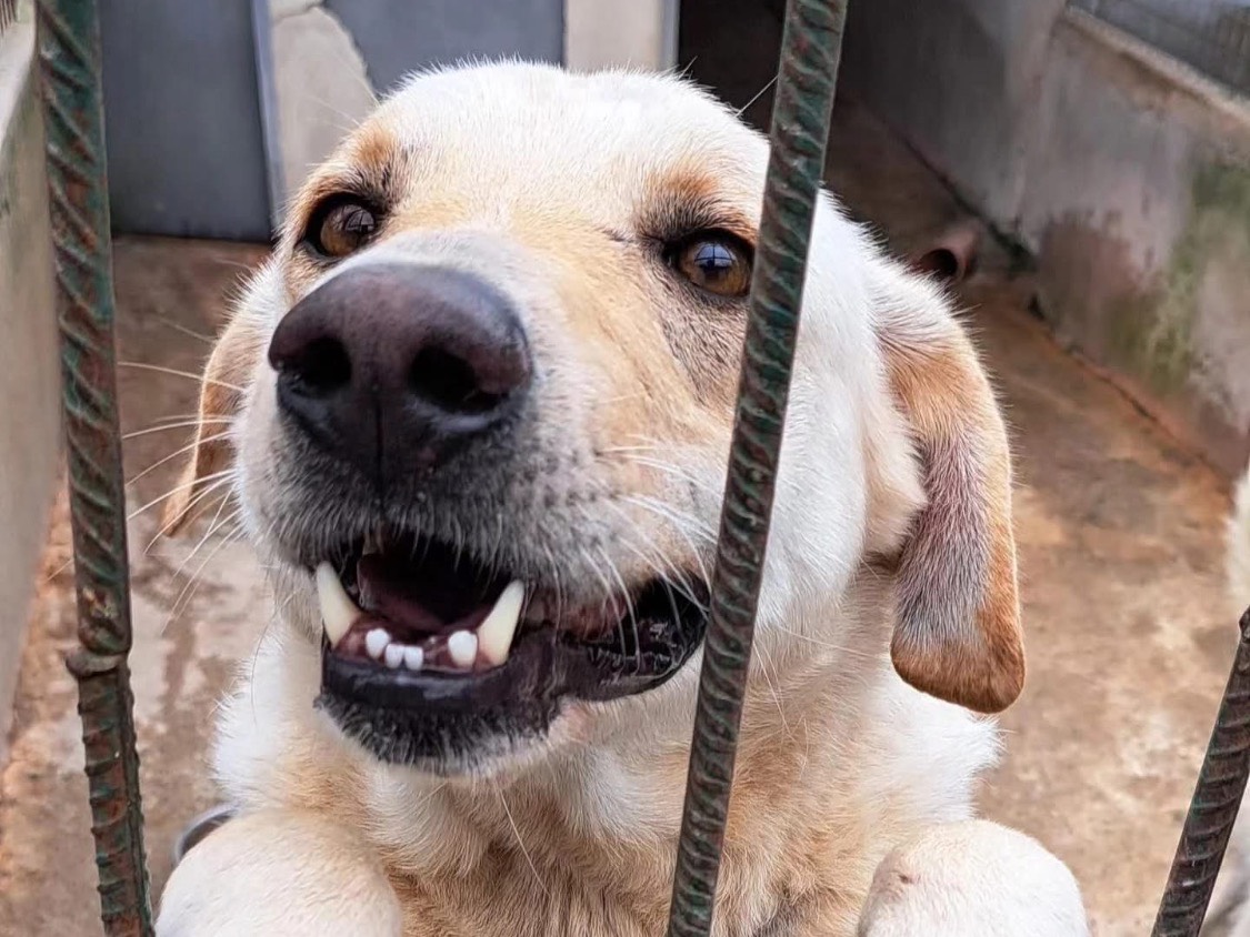 Adozione cane, femmina, Labrador Retriever Razza sconosciuta, 2 anni e 8 mesi, taglia grande, Vibo