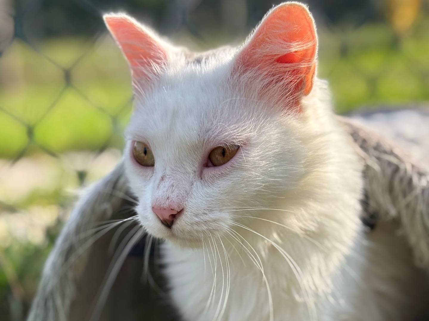 Adozione gatto, maschio, Razza sconosciuta Razza sconosciuta, 1 anno e 8 mesi, taglia non valida, Pisa